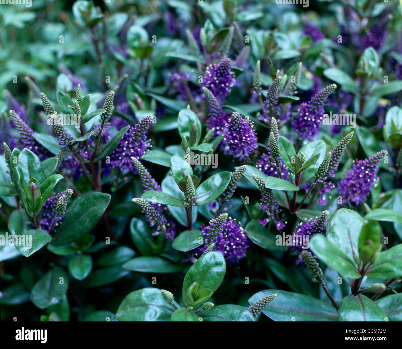 Hebe Autumn Glory Hi res Stock Photography And Images Alamy hebe-autumn-glory-hi-res-stock-photography-and-images-alamy